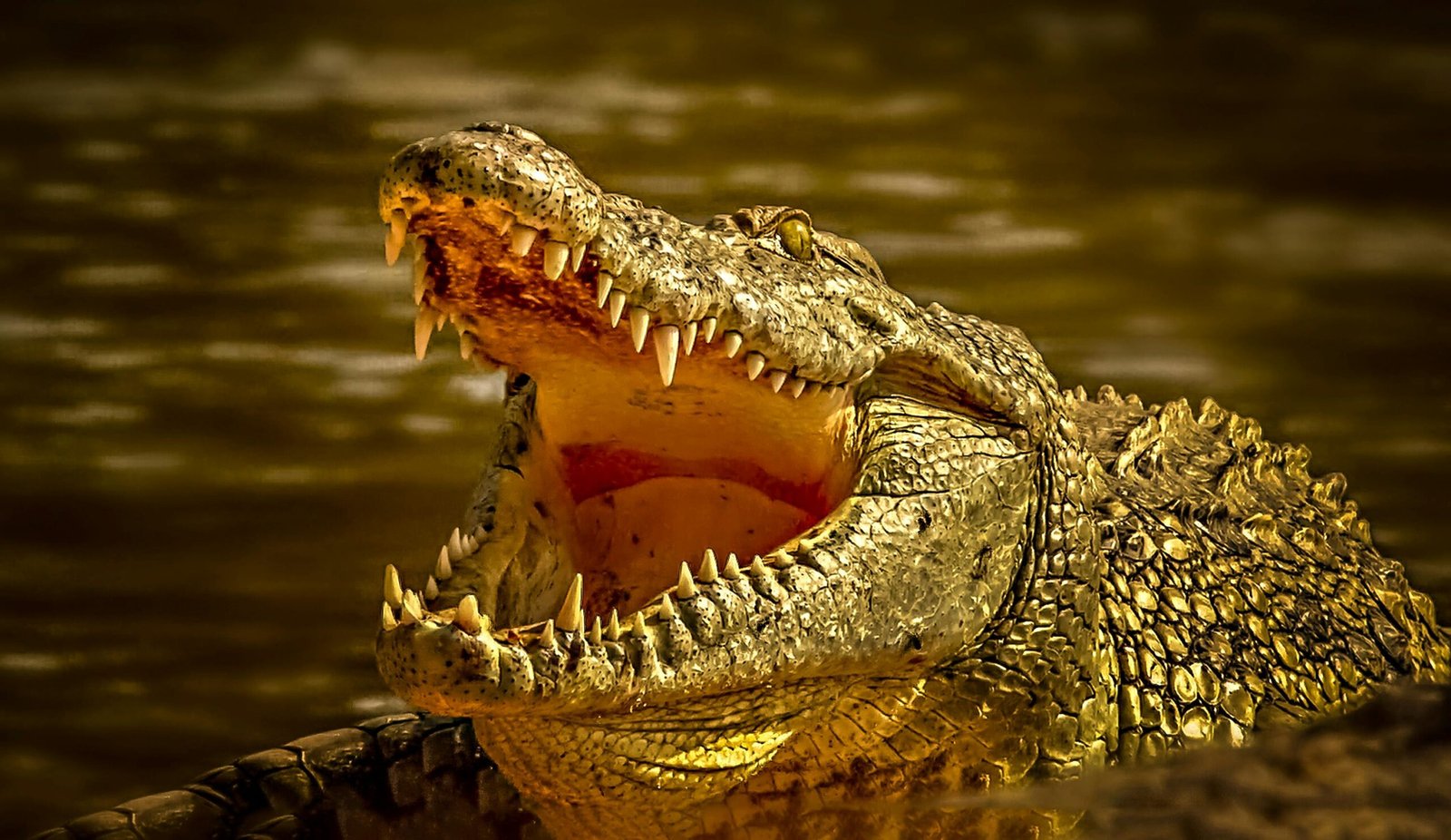 Crocodile vs Alligator
